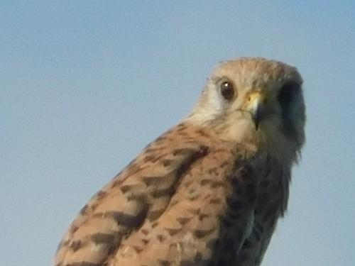 Kestrel at Hassal Green Aug 2020 by Gyn Jones