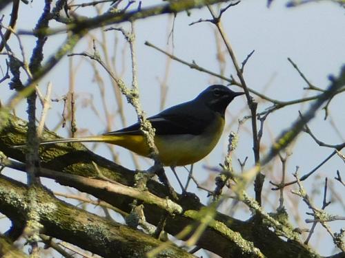 Grey Wagtail at Borrowpit Meadow  Mar 2022 by Glyn Jones