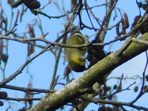 Siskin at Borrowpit Meadow  Mar 2022 by Glyn Jones