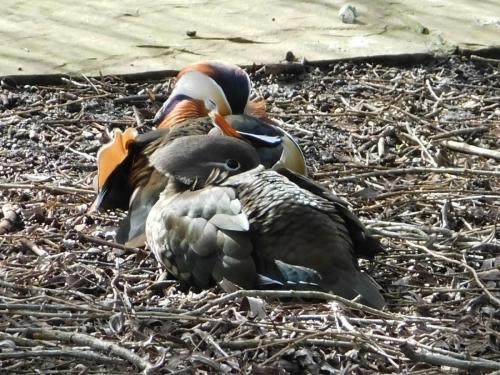 Mandarin Ducks at Crewe Park Mar 2022 by Glyn Jones