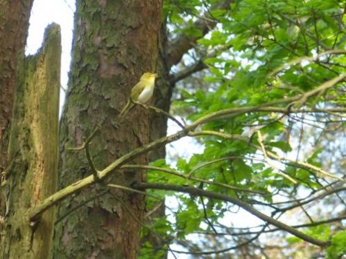 Wood Warbler at Bossley May 2018 by Russ Stonier