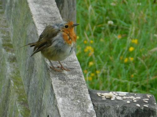 Robin at Borrow Pit Meadows Jul 2023 by Glyn Jones