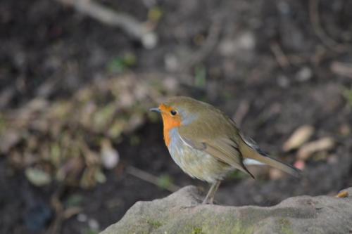 Robin at Queen's Park Feb 2021by Glyn Jones