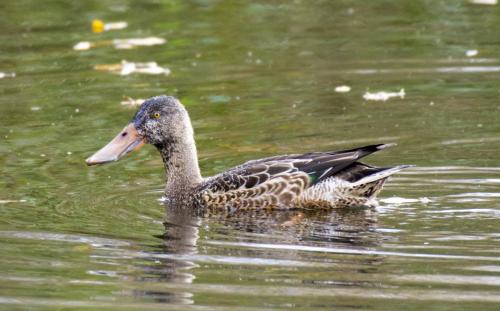 Shoveler at Pennington Flash Nov 2019 by Andy Brown