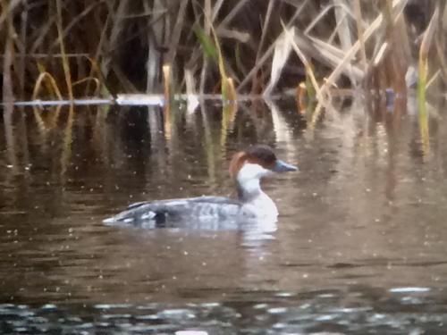 Smew at Rode Pool Dec 18 by Dave Winnington