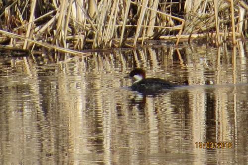 Smew at Rode Pool Mar 18 by John Triner