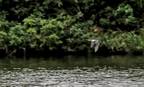 Smew at Rode Pool Feb 2017 by John Triner