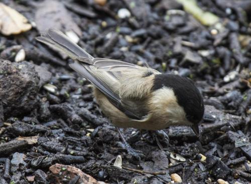 Willow Tit at Pennington Flash Nov 2019 by Andy Brown