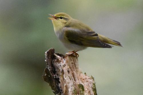 Wood Warbler at The Cloud May 2019 by Tracey Stubbs