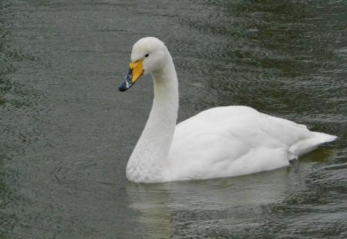 Whooper Swan at Middlewich Dec 2020 by Graham Jones