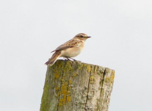 Whinchat at Maw Green Tip Aug 2020 by Graham Jones