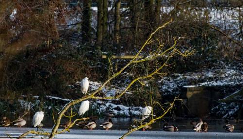 Little Egrets at Rode Pool Dec 17 by John Triner