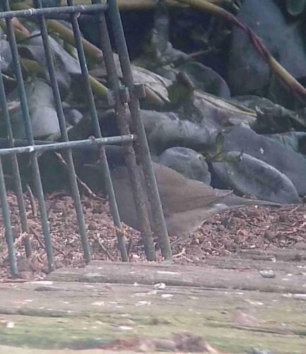 male Blackcap Feb 2021 by Peter Roberts