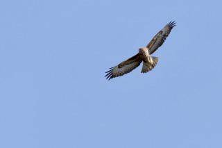 Buzzard Apr 20 by Mick Potts