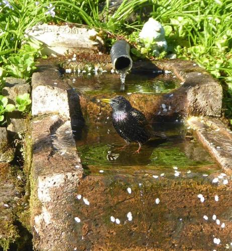 Starling in the birdbath by Colin Lythgoe Apr 20