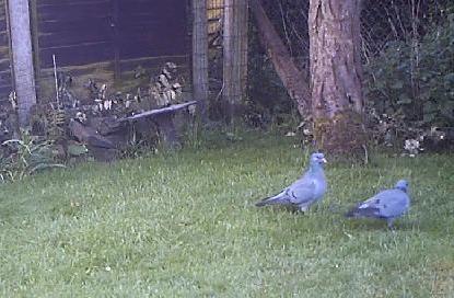 Stock Doves caught on trail cam Apr 20 by Colin Lythgoe