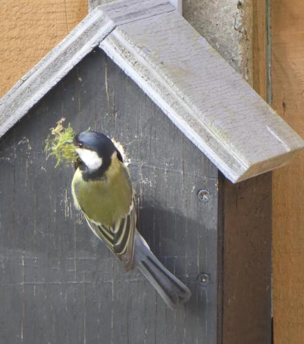 Great Tit nest building by Derek Owen Apr 20