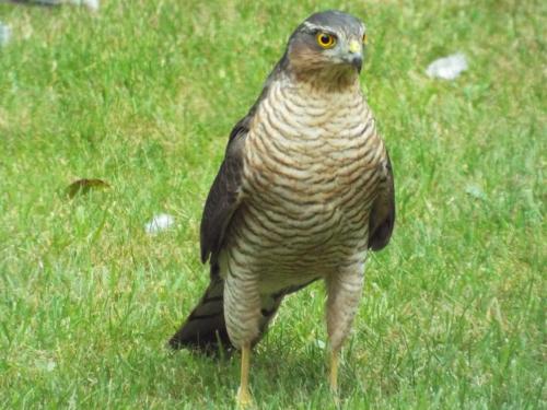 Sparrowhawk Nov 2021 by David Harrison