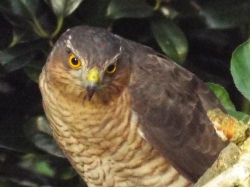 Sparrowhawk Nov 2021 by David Harrison