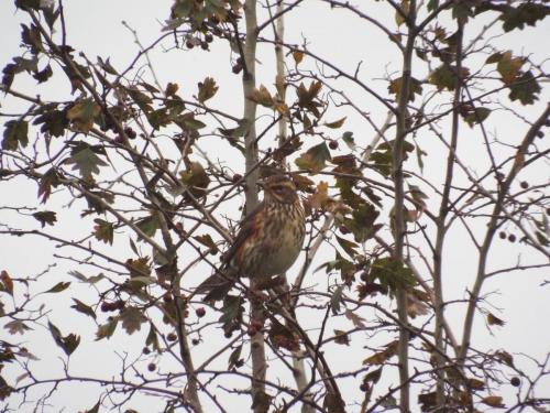 Redwing Nov 2021 by David Harrison