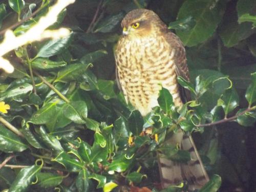 Sparrowhawk Nov 2021 by David Harrison