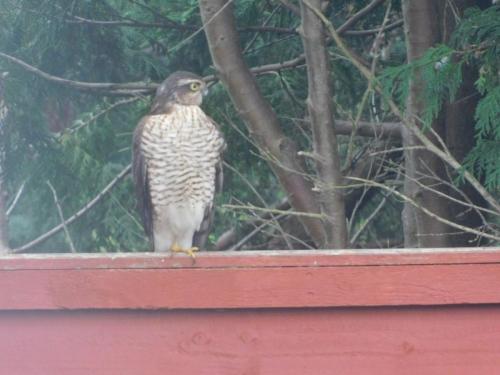 Sparrowhawk Oct 2021by Glyn Jones (through the house window)