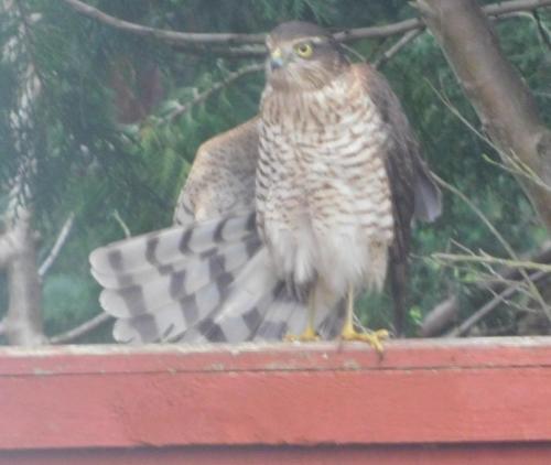 Sparrowhawk Oct 2021by Glyn Jones (through the house window)