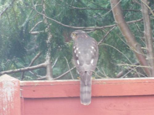 Sparrowhawk Oct 2021by Glyn Jones (through the house window)