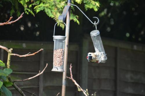 Great spotted Woodpecker by Peter Roberts