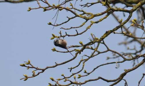 Long tailed Tit Apr 20 by Peter Roberts