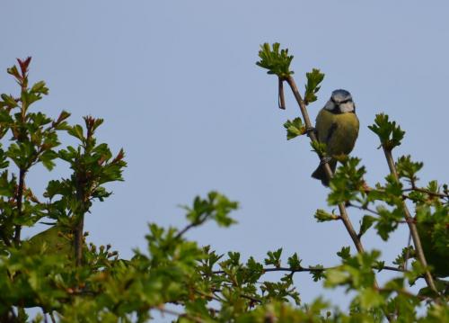 Blue Tit (from my nest box) Apr 20 by Peter Roberts