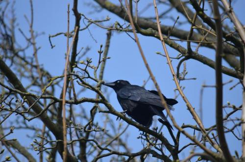 Crow keeping a close eye on a Wood Pigeon nest Apr 20 by Peter Roberts