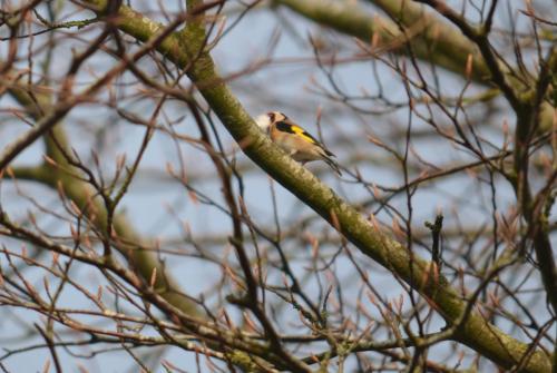 Goldfinch with nest material Apr 20 by Peter Roberts