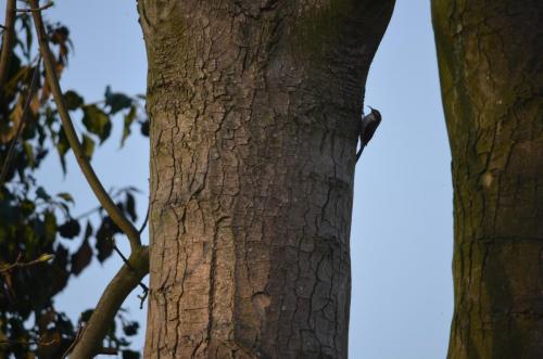 Treecreeper Apr 20 by Peter Roberts