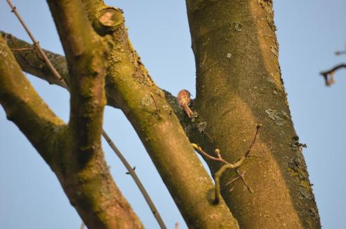 Treecreeper Apr 20 by Peter Roberts