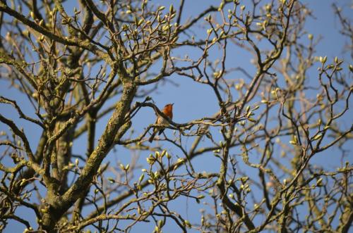 Robin Apr 20 by Peter Roberts