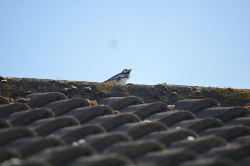Pied Wagtail Apr 20 by Peter Roberts