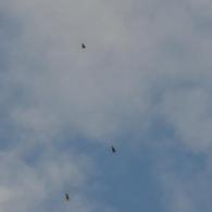 3 of the 9 Buzzards Apr 20 by Peter Roberts