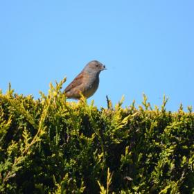 Dunnock Apr 20 by Peter Roverts