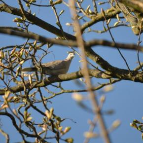 Collared Dove Apr 20 by Peter Roberts