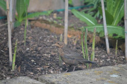 Juvenile Blackbird with a liking for asparagus May 20 by Peter Roberts