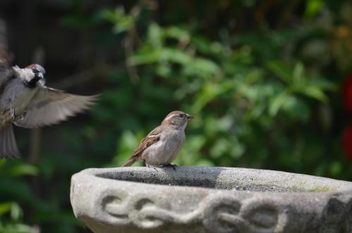 House Sparrow May 20 by Peter Roberts