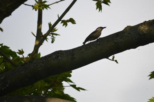 Nuthatch May 20 by Peter Roberts