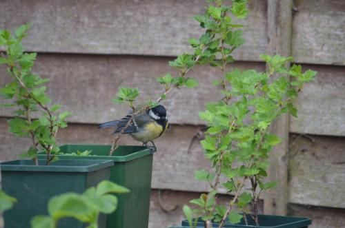 Great Tit May 20 by Peter Roberts