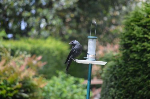 Jackdaw May 20 by Peter Roberts