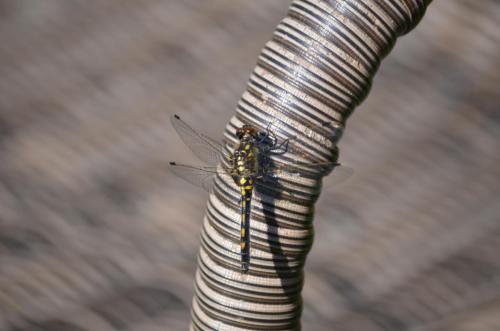 Female White-faced Darter May 20 by Peter Roberts