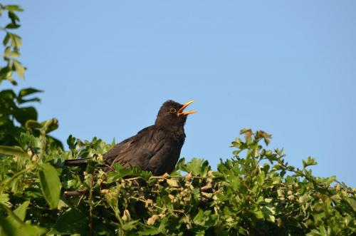 Blackbird panting in the heat Jun 20 by Peter Roberts