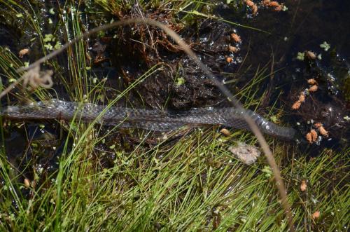 Grass Snake newly shedded skin in our pond Jun 20 by Peter Roberts
