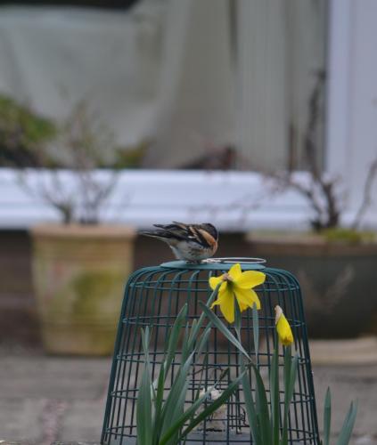 Brambling Mar 2021 by Peter Roberts