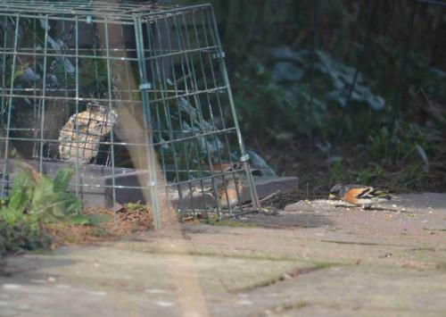 Brambling Mar 2022 by Peter Roberts